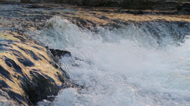 A salmon leaps against the strong current of a river waterfall during the annual fall spawning migration in Port Hope. Slow motion captures the powerful tail thrash and suspended water droplets.
