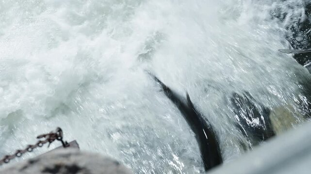 A salmon jumps against a rushing waterfall during the annual fall spawning run in the Ganaraska River at Port Hope, Ontario. White foam bubbles surround the fish in the currents.
