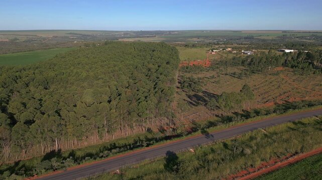 Commercial eucalyptus plantation bordered by harvested terrain and cultivated timber blocks near N&uacute;cleo Rural Rio Preto, Planaltina, Federal District, Brazil, within Cerrado landscape, forward flyover