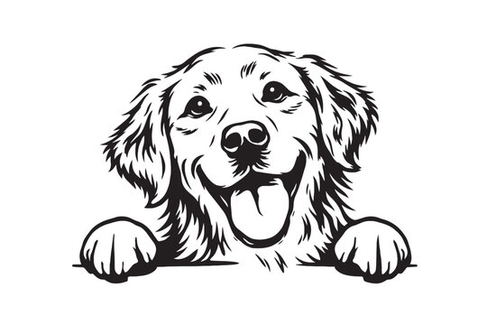 Golden Retriever peeking dog vector illustration, happy puppy head with paws over edge, black and white pet line art for t-shirt design and decals