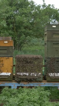 Bees in hive during good spring weather, apiary, many bees buzzing.