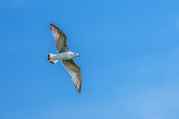 Obraz premium The European Herring Gull, Larus argentatus is a large gull. Here flying in the air.