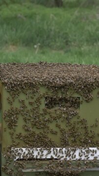 Bees in hive during good spring weather, apiary, many bees buzzing.