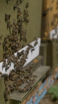 Bees in hive during good spring weather, apiary, many bees buzzing.