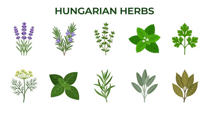 Collection of Hungarian Herbs and Culinary Plants Illustration. © zyaa
