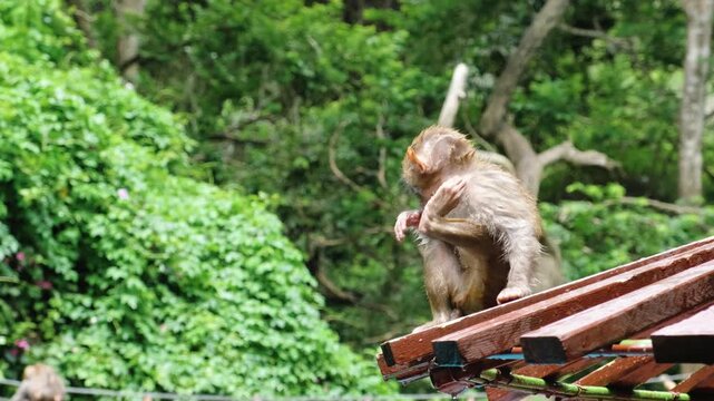 Small wet funny baby macaque sitting on wood scratching after bath. Juvenile primate exploring surroundings. Wildlife humor, animal behavior, cute and messy moment.