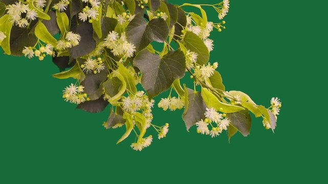 Blooming linden tree branch on green screen background horizontal