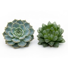 Obraz premium Two Succulent Plants Echeveria and Haworthia Isolated on White Background.