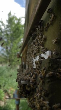 Bees in hive during good spring weather, apiary, many bees buzzing.