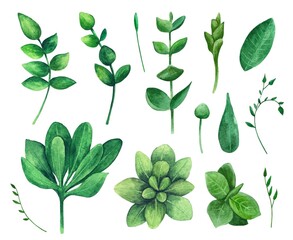 Obraz premium Green Watercolor Leaves and Botanical Elements Clipart Set on White Background