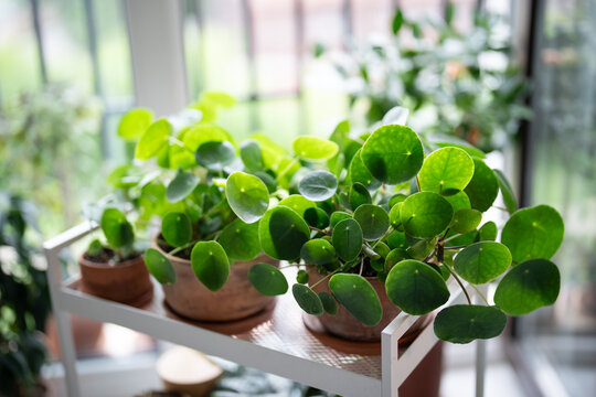 Few Piilea peperomioides houseplants in ceramic pots on cart at home, selective soft focus. Potted Chinese money plants in flowerpots. Home gardening. 