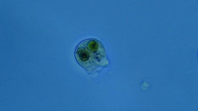 Amoeba - unicellular micro organism