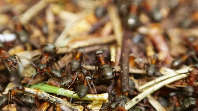Ants swarm over dry leaves and twigs. Their movements are quick and purposeful. Focus shifts between active workers and busy trails. Nature's tiny workers build their world. Great for documentaries