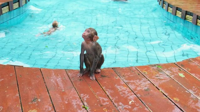 Baby Guangxi macaque climbing out of pool onto wooden ledge shaking water. Concept of animal welfare, enrichment, and comfortable conditions for rescued primates.