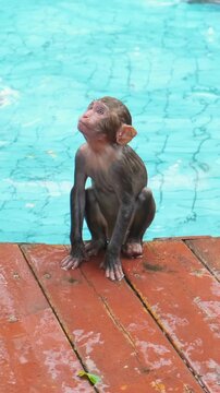 Baby macaque monkey climbing out of swimming pool, shaking water. Playful wildlife moment showing young primate swimming and self-care behavior in tropical resort