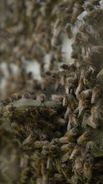 Bees in hive during good spring weather, apiary, many bees buzzing.