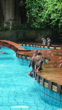 Group of macaques playing in sanctuary pool jumping swimming shaking. Swimming, splashing, sitting wet on wooden ledge. Wildlife welfare, enrichment, happy rescued primates in safe habitat.