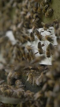 Bees in hive during good spring weather, apiary, many bees buzzing.