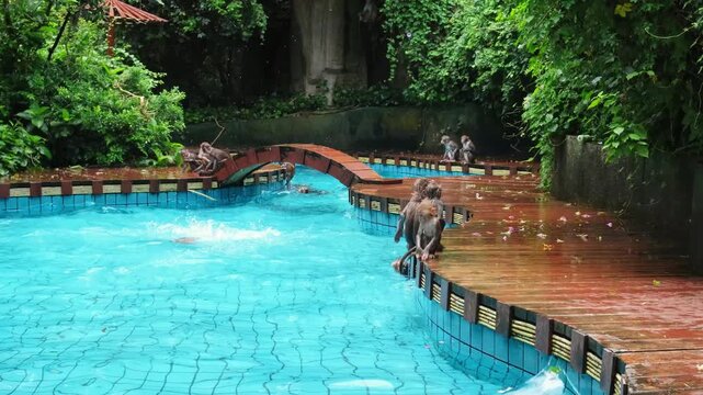 Monkey troop playing in swimming pool, jumping and swimming together, lush jungle sanctuary background, illustrating natural wildlife behavior and social family bonding concept for tourism