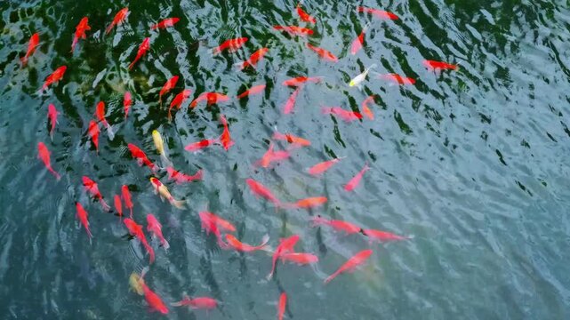 Top view dark water with red fish swimming natural background. Natural pond or lake background. Contrast between black water and bright red bodies.