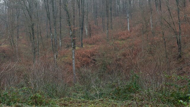 HIllside with leafless trees and orange ferns in December, autumn in deciduous woodlands