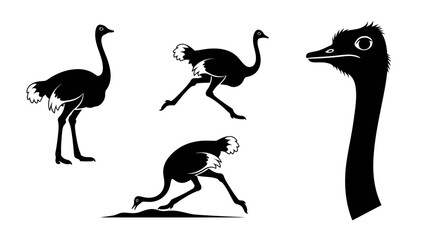 Obraz premium Collection of Ostrich Silhouettes and Head - A Graphic Representation