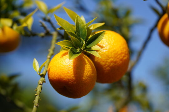 Citrus aurantium 'Bizzarria di Mentone' is a fascinating, rare citrus plant closely associated with the historic gardens of the French Mediterranean city of Menton. Hanover &ndash; Berggarten, Germany