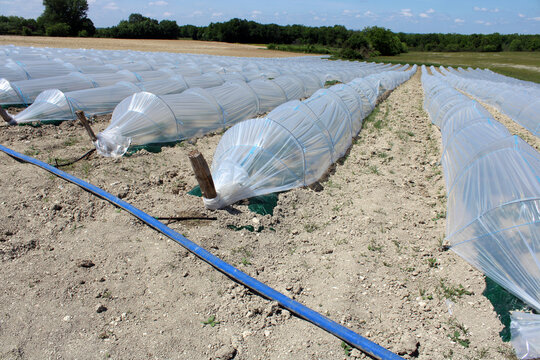 Syst&egrave;me d&rsquo;irrigation agricole pour culture sous mini tunnel prot&eacute;g&eacute; par b&acirc;che PVC dans une exploitation mara&icirc;ch&egrave;re