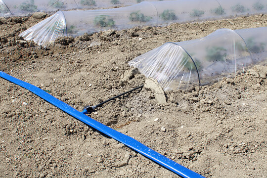 Syst&egrave;me d&rsquo;irrigation agricole pour culture sous mini tunnel prot&eacute;g&eacute; par b&acirc;che PVC dans une exploitation mara&icirc;ch&egrave;re