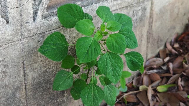 The bright green leaves of the Indica Acalypha plant are loved by cats.