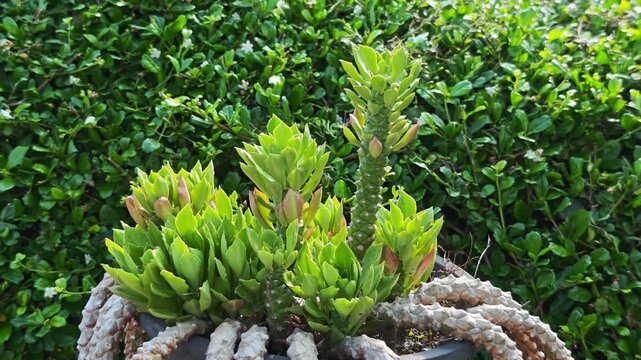   The  Monadenium ritchiei , Naga King Tree