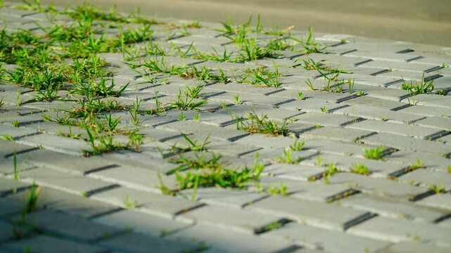 Green weeds sprouted through the stone-lined paving stones on the footpath. The grass makes its way through the seams and joints.