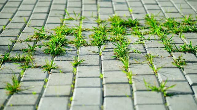 Green weeds sprouted through the stone-lined paving stones on the footpath. The grass makes its way through the seams and joints.