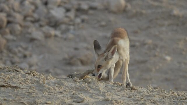 Close up video of an Arabian Red fox over rocky terrain and eating its pray of spinny tailed lizard. Its fur blends with sand. It grips prey with gentle, focused intent. Dust swirls softly around.