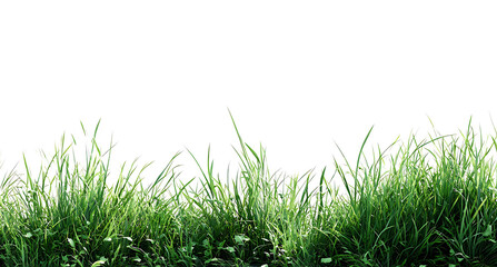 Obraz premium Green grass field edge with natural lawn texture isolated transparent PNG