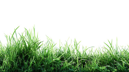 Fototapeta premium Green lawn edge with grass border isolated on transparent background PNG