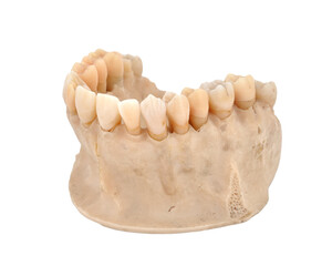 Human upper jaw model with teeth isolated on transparent background © vetkit