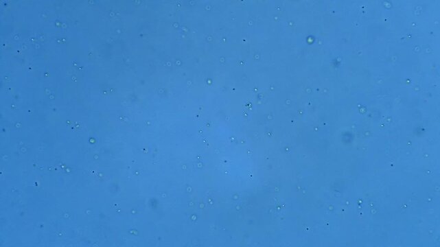Amoeba - unicellular micro organism