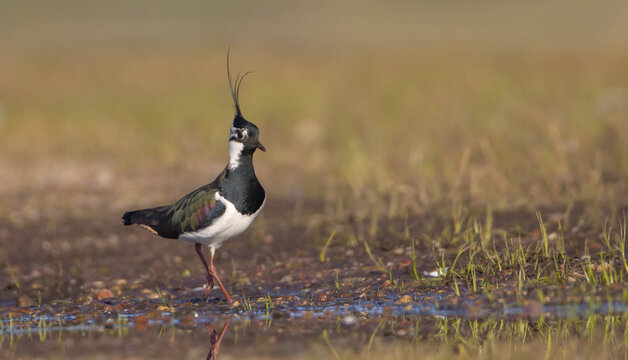 Northern lapwing - male bird at a wetland in spring
