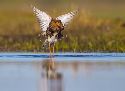 Ruff - male bird at a wetland on the mating season in spring
