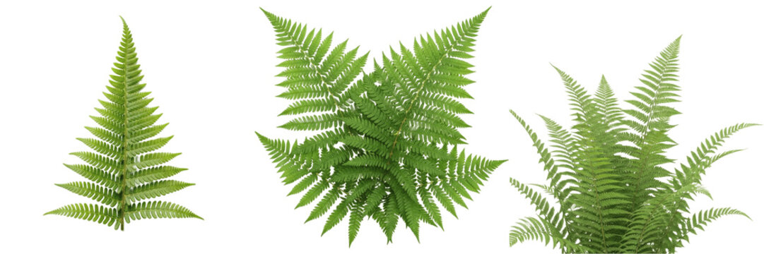 Fresh green fern leaves and fronds isolated on white background for botanical design and nature-inspired natural elements as seen in image