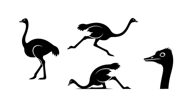 Collection of elegant black silhouettes of ostriches in various dynamic poses and close-up head detail on a clean white background, perfect for graphic design and educational purposes