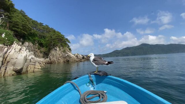 (岩手県宮古市)浄土ヶ浜の海を走る　ざっぱ小型船とウミネコと青い洞窟