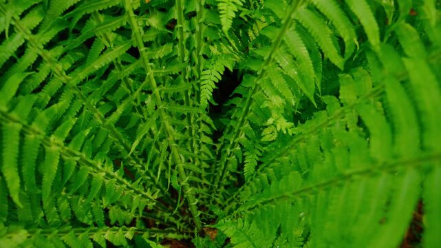 Close-up of lush green fern leaves in forest. Vibrant foliage shows natural detail and texture. Shot highlights forest floor's rich, calming green tones. Ideal for nature, wellness