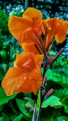 Fototapeta premium Vibrant orange canna lily flowers blooming in the garden.