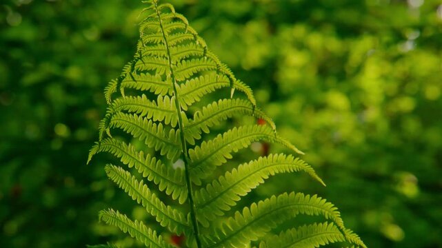 Close-up of a lush green fern leaf in soft sunlight. Each delicate frond shows fine veins and vibrant color. Background bokeh creates depth with blurred forest greens. Perfect for nature scenes