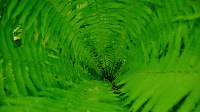 Close-up view of lush green fern fronds. Gentle light filters through layered leaves. Scene feels calm and natural. Ideal for wellness, nature, or eco-themed projects