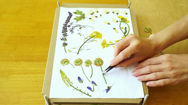 Woman carefully removes dried Clover from herbarium press with tweezers. Highlights seasonal wildflower cataloging, field research routines, and artisanal specimen preparation for botanical education.