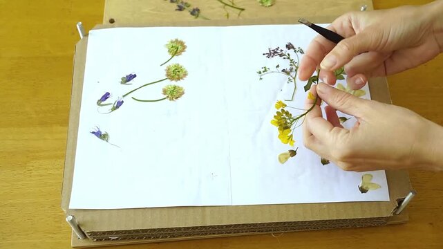 Person lifts dried rapeseed flower from herbarium sheet with tweezers, studies it in their palm, and carefully sets specimen aside. Reflects nature journaling culture and quiet observational learning.