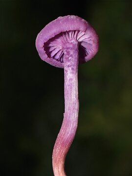 Purple Amethyst Mushroom Laccaria amethystina in Dark Forest Background